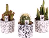 Cactussen van Botanicly – 3 × Cactus mix – Hoogte: 25 cm
