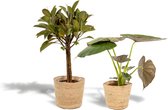 Set van 2 - Ficus Elastica Melany 85cm hoog, 21Ø + Alocasia Wentii 60cm hoog, 19Ø - Kamerplant - Met mand