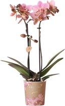 Kolibri Orchids | oudroze Phalaenopsis orchidee - Jewel Treviso - potmaat Ø9cm | bloeiende kamerplant - vers van de kweker