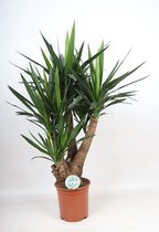 Kamerplant van Botanicly – Palmlelie – Hoogte: 95 cm – Yucca