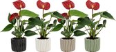 Bloemen van Botanicly – 4 × Flamingoplant – Hoogte: 15 cm – Anthurium