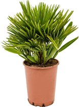 Kamerplant van Botanicly – Dwergwaaierpalm – Hoogte: 60 cm – Chamaerops Humilis