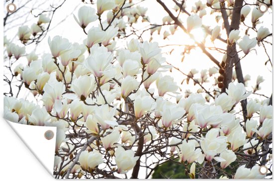 Tuindecoratie Witte magnolia bloemen in bloei - 60x40 cm - Tuinposter - Tuindoek - Buitenposter