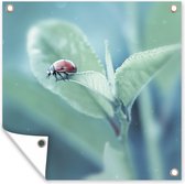 Posters de jardin Coccinelle sur feuille - 50x50 cm - Toile jardin - Poster extérieur