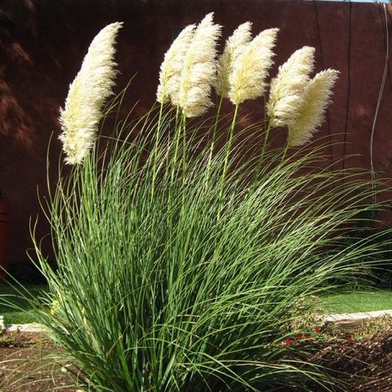 12 x Cortaderia selloana Pumila Herbe de la pampa en pot de 2 litres — free download
