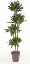 Kamerplant van Botanicly – Drakenboom – Hoogte: 170 cm – Dracaena fragrans Green Jewel
