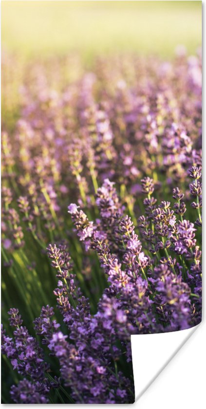 Poster Lavendel in een veld - 20x40 cm