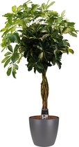 Schefflera Gold Capella multivlecht met Elho brussels antracite ↨ 125cm - hoge kwaliteit planten