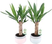 Yucca in Mint-Mosaic keramiek ↨ 50cm - 2 stuks - hoge kwaliteit planten