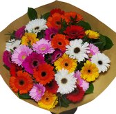Boeket Germini ↨ 50cm - bloemen - boeket - boeketje - bloem - droogbloemen - bloempot - cadeautje