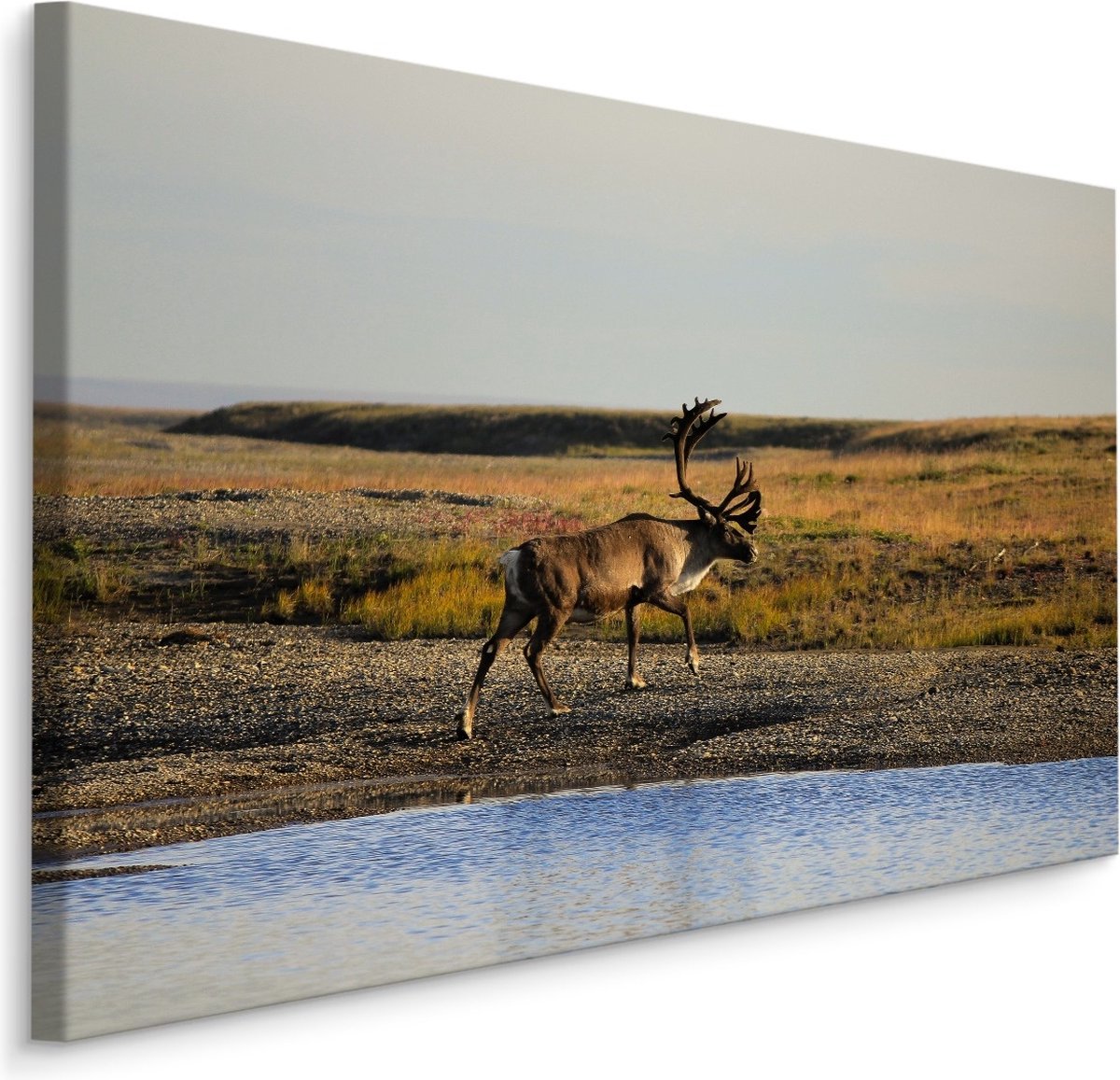 karo-art Schilderij - Hert bij het Water, Premium Print, 5 maten Multikleur