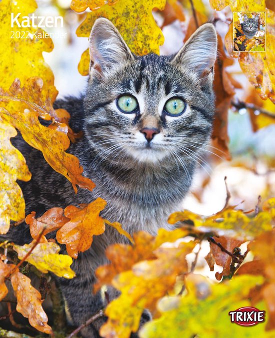 Trixie Kalender Katten  bol