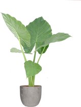 FloriaFor - Alocasia Macrorrhizos In Mica Sierpot Jimmy (lichtgrijs) - - ↨ 50cm - ⌀ 18cm