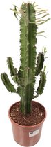 FloriaFor  - Euphorbia Eritrea (vertakt) - Vers Van De Kweker - ↨ 55cm - ⌀ 17cm