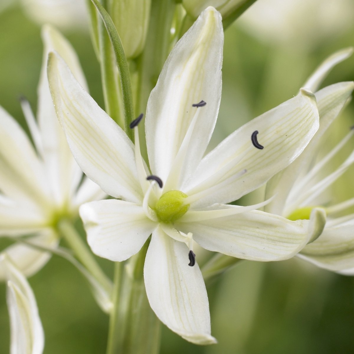 Camassia leichtlinii Alba | 2 stuks | Wit | Camassiabollen