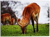 WallClassics - Dibond - Bok Grazend - 40x30 cm Foto op Aluminium (Wanddecoratie van metaal)