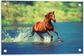 WallClassics - Poster de jardin - Cheval brun court dans l' Water - 60x40 cm Photo sur Poster de jardin (décoration murale pour l'extérieur et l'intérieur)