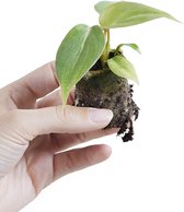 PLNTS - Baby Philodendron Gloriosum (Dark Form) - Kamerplant - Stekplantje 3 cm - Hoogte 10 cm