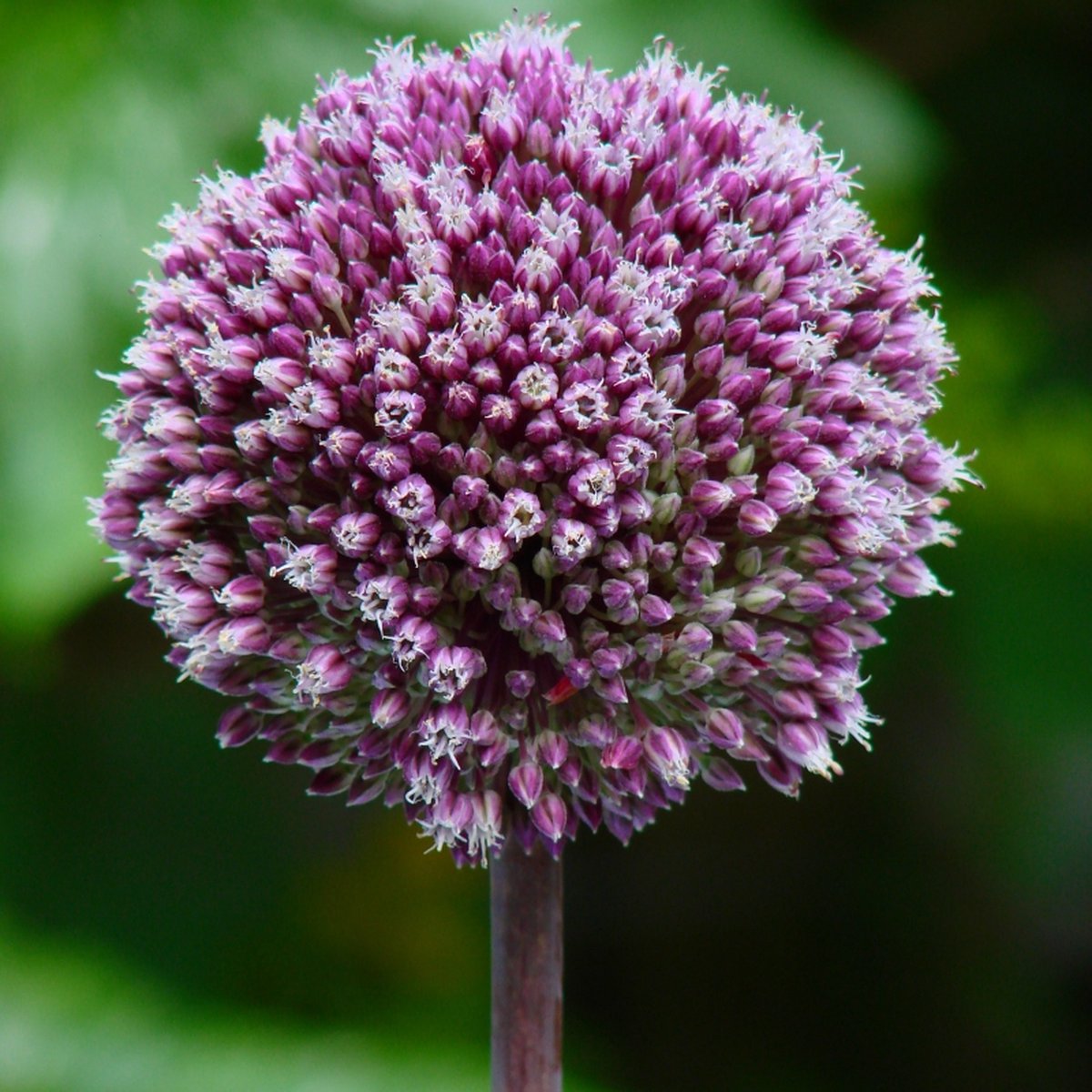 Allium Summer Drummer | 3 stuks | Paars | Sierui Bollen