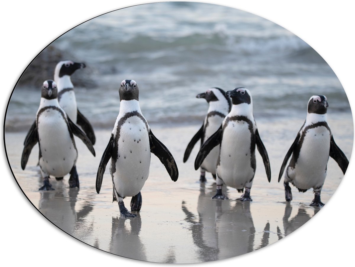 WallClassics - Dibond Ovaal - Waggelende Pinguïns op het Strand - 68x51 cm Foto op Ovaal (Met Ophangsysteem)
