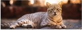 WallClassics - Poster (Matte) - Lazy Cat - 150x50 cm Photo sur Papier Poster avec un aspect Mat