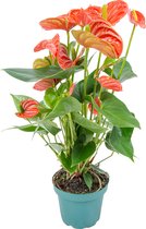 Anthurium 'Aristo' Oranje – Flamingoplant - Kamerplant - Onderhoudsvriendelijk - ⌀12 cm - 30-40 cm