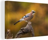 Tableau sur toile Vogel - Branche - Geai - 90x60 cm - Décoration murale