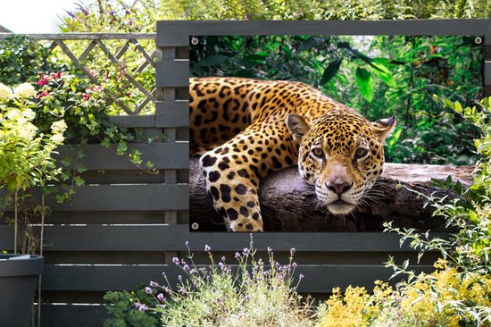 Jaguar repose de jardin affiche en vrac 120x80 cm - Toile de jardin / Toile d'extérieur / Peintures pour l'extérieur (décoration de jardin)