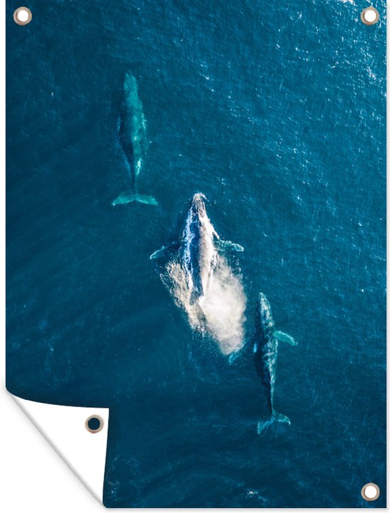 Tableau Toile Baleine Animal Sauvage - 30 X 45 Cm, Multicolore, Sans Marque - Neuf Sous Emballage