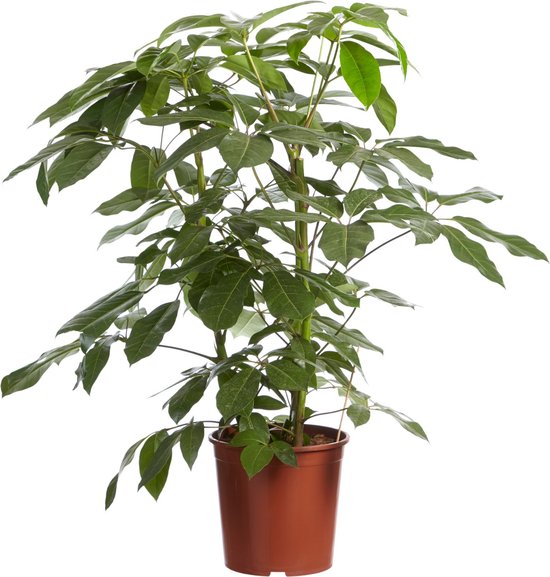 Schefflera Amate, Vingersboom - Fachjan - Groene Plant- Hoogte  100 cm