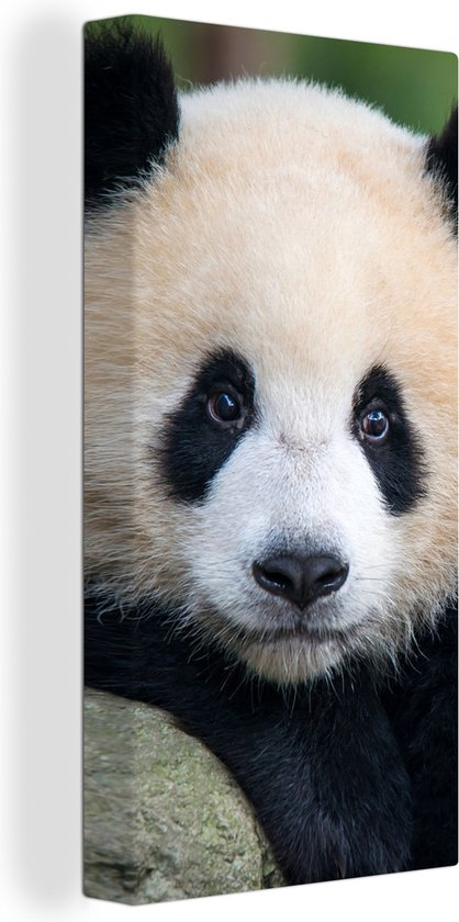 OneMillionCanvasses - Canvas - Panda - Steen - Natuur - Muurdecoratie - 20x40 cm - Canvas schilderij - Canvas doek