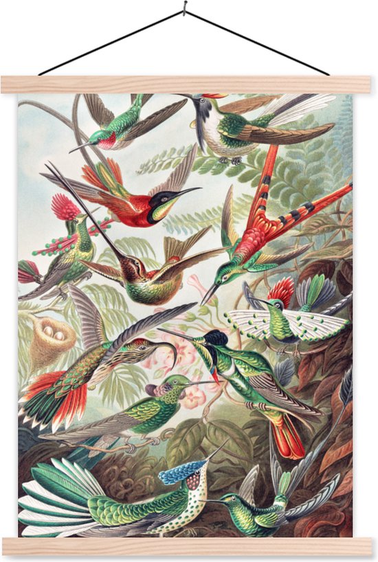 Porte-affiche avec affiche - Affiche scolaire - Colibri - Vintage - Ernst Haeckel - Vogels - 60x80 cm - lattes vierges