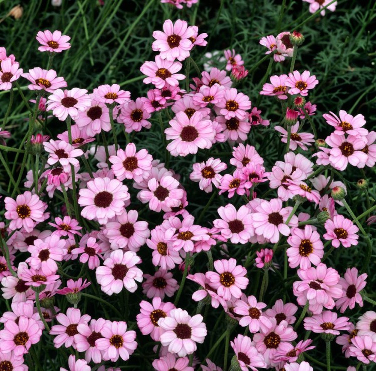 Rhodanthemum gayanum P11 TRAY_10_POTTEN | bol.com