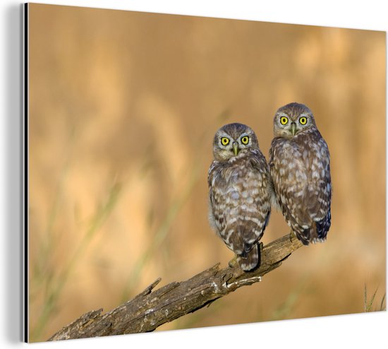 Couple de hiboux Aluminium 30x20 cm - petit - Tirage photo sur aluminium (décoration murale métal)