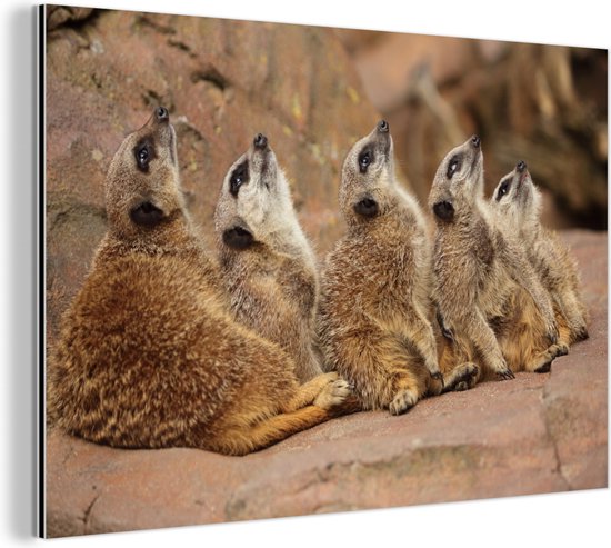 Du petit au grand suricate d'affilée Aluminium 180x120 cm - Tirage photo sur Aluminium (décoration murale métal) XXL / Groot format!