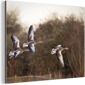 Oies cendrées volent à travers les bois Aluminium 80x60 cm - Tirage photo sur aluminium (décoration murale métal)