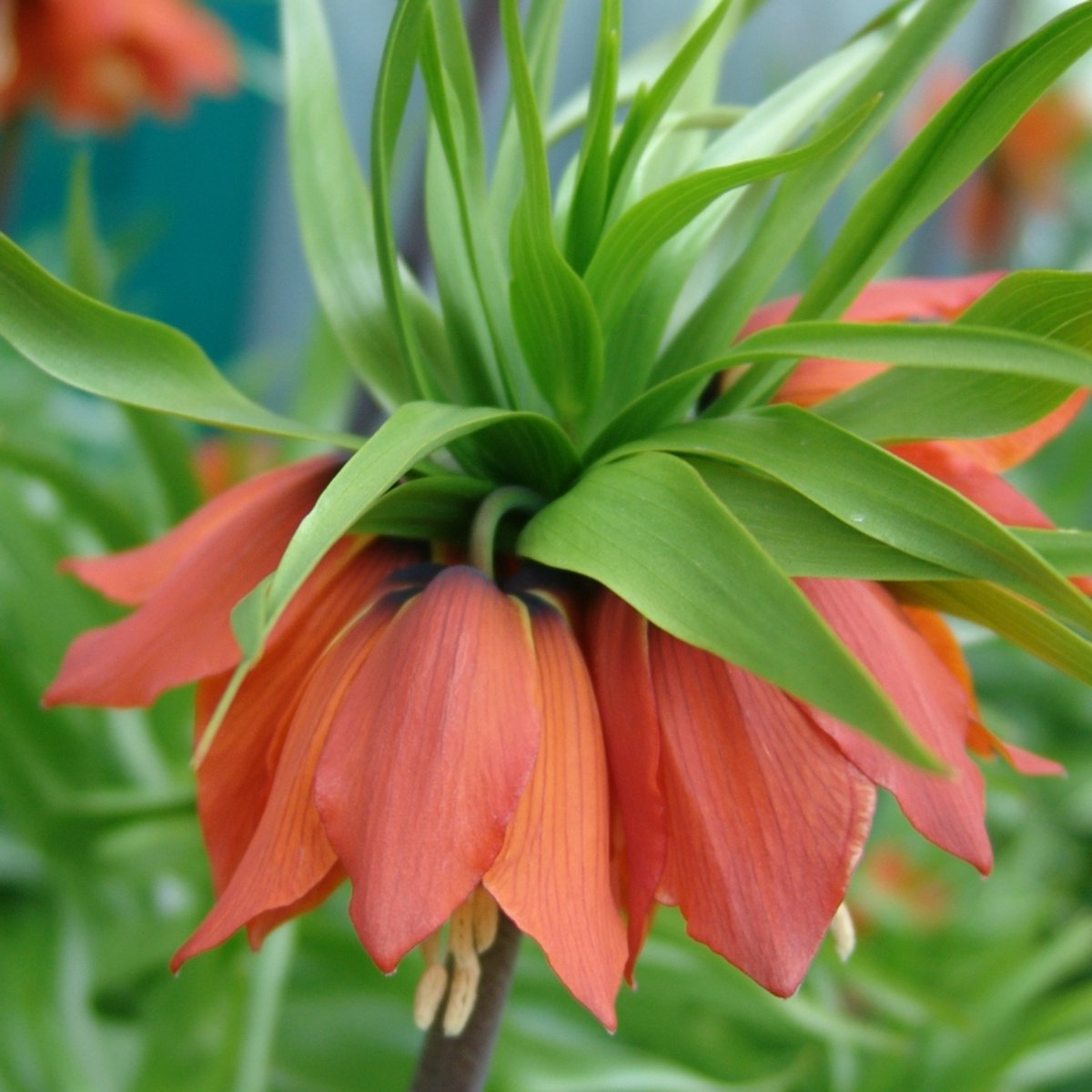 Fritillaria imperialis Rubra | Oranje | Rood | Fritillaria Bollen
