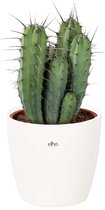 Cactus van Botanicly – Myrtillocactus geometrizans 17 cm incl. sierpot wit als set – Hoogte: 50 cm – Myrtillocactus geometrizans