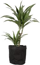 Kamerplant van Botanicly – Drakenboom met een zwarte paper-look pot als set – Hoogte: 60 cm – Dracaena derem. Warneckei