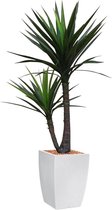 HTT - Kunstplant Yucca in Genesis vierkant wit H150 cm