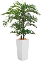 HTT - Kunstplant Areca palm in Clou vierkant wit H185 cm