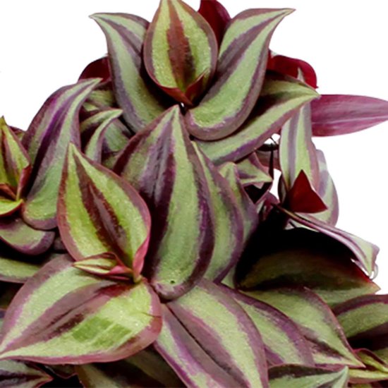 Plante D'intérieur Tradescantia Zebrina (Zèbre) - Pot 12cm, Hauteur ~20cm - Facile D'entretien, Purifie L'air - 3