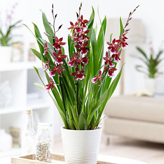 Orchidee | Cambria Barocco rood | 3 scheuren ↑ 50-60cm - Ø 12cm | bol.com