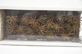 Natuurstekers - Spidergum Claw. Loose Natural (50pcs)