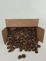 Noten, Fruit En Dennenappels - Pinus Nigra Rose 5-8 Cm Natural Box/400 Pc
