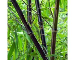 5 stuks Fargesia nitida 'Black Pearl' - Niet Woekerende Bamboe 80-100cm in kweekpot 2 liter - Bamboe - Fargesia - Bamboe en Siergrassen