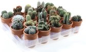 Cactus woestijnplant - Cactussen 6-11cm - In terracotta pot