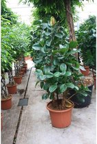De Ficus Elastica - Indische Rubberboom 170-180cm - 180 cm Ficus elastica vertakt potmaat 55 cm