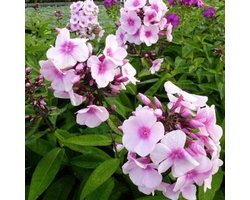 6x Vlambloem (Phlox (P) 'Bright Eyes') - P9 pot (9x9)