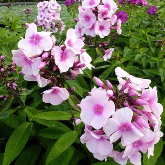 6x Vlambloem (Phlox (P) 'Bright Eyes') - P9 pot (9x9)